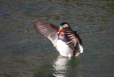 Close-up of duck swimming on lake