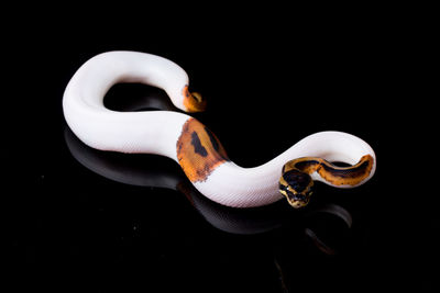 Close-up of turtle against black background