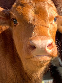 Close-up portrait of cow