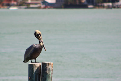 Bird perching on wooden post