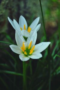 Close-up of white flowers blooming on land