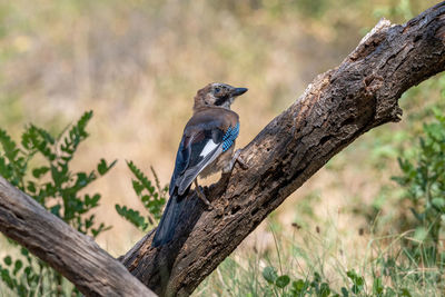 Bird perching on tree trunk