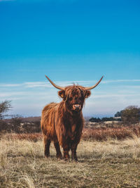 Highland cow standing on field against clear blue sky