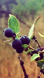 Close-up of berries growing on plant