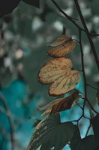 Close-up of dried leaves on plant