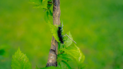 Close-up of insect on leaf