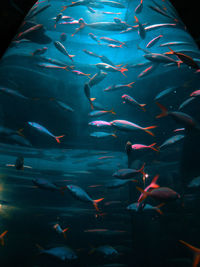 Fishes swimming in sea