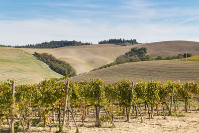 Scenic view of vineyard against sky