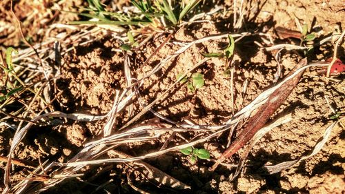 Close-up of snake on field