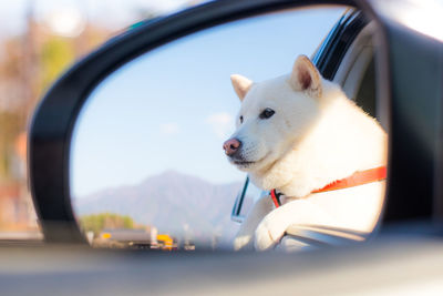 White dog reflecting in side-view mirror