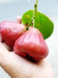 Close-up of hand holding apple