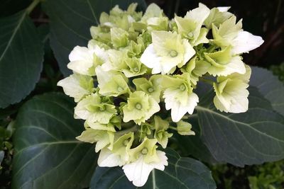 Close-up of flowering plant
