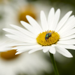 Close-up of white daisy flower