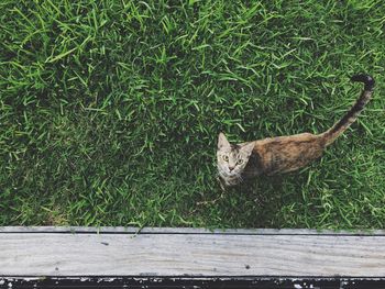 View of a cat on grass