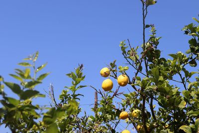 Low angle view of fruits on tree against sky