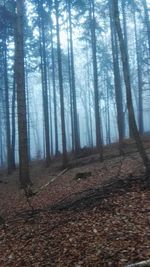 Trees in forest during autumn