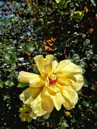 Close-up of yellow flower blooming outdoors