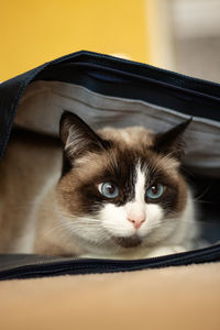Black and white cat hiding in bag from something that scared him a lot. cat is sitting in safe place