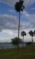 Palm trees on beach