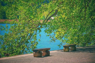 Plants and trees against sky
