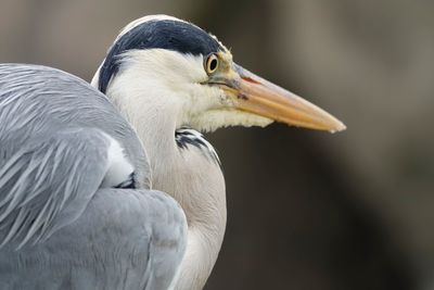 Close-up of a bird