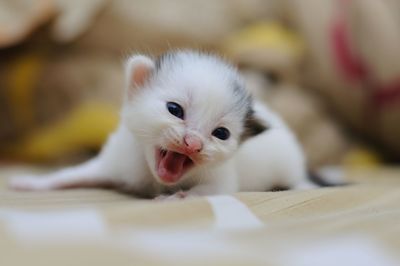 Close-up portrait of white kitten