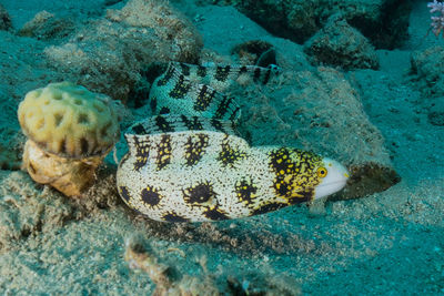 Fish swimming in sea