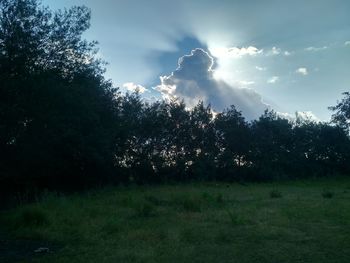 Trees against sky