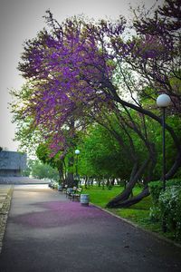 Purple flowers on road in city