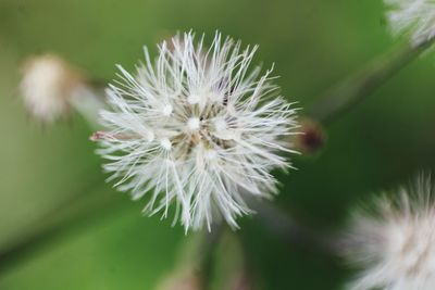 Close-up of white flower