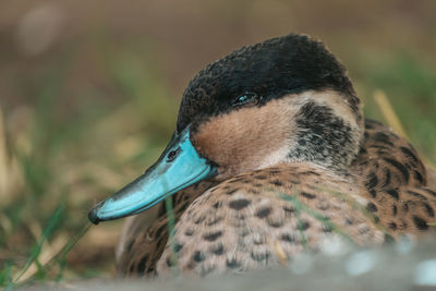 Close-up of duck