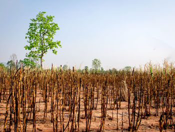 Plants growing on field against sky