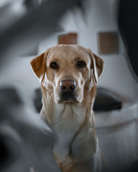 Close-up portrait of dog