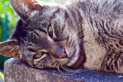 Close-up of a cat