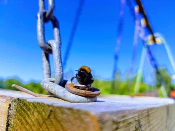 Close-up of insect on wood against blue sky