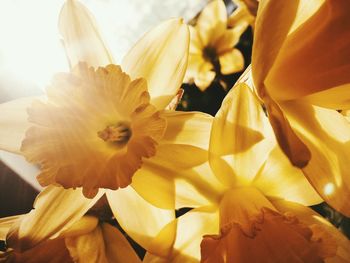 Close-up of yellow flowers