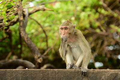 Monkey sitting on tree