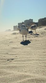 Bird on beach against clear sky