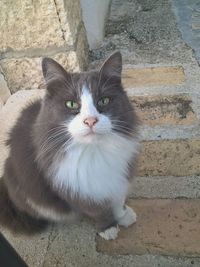 Portrait of cat sitting outdoors