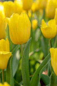 Close-up of yellow tulips