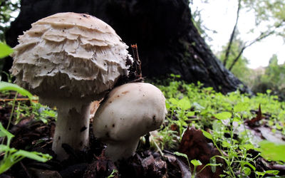 Close-up of tree in forest