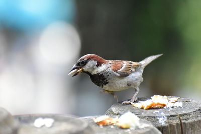 Close-up of bird perching on wood