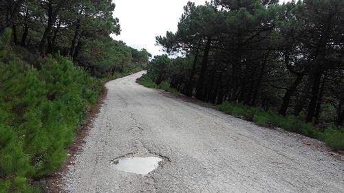 Road amidst trees in forest against sky