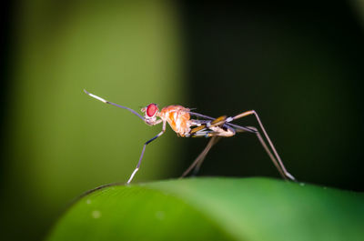 Close-up of insect on plant