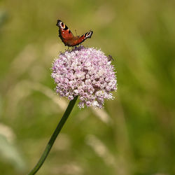 Close-up of butterfly pollinating on purple flower