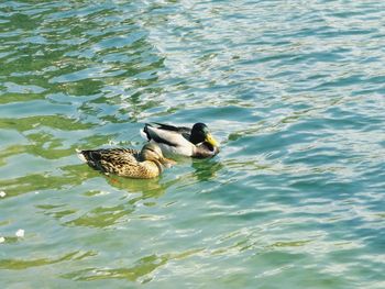 Ducks swimming in water