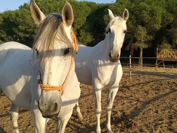 Horses standing on field