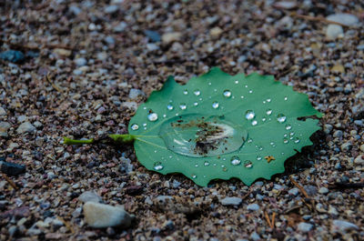 Close-up of raindrops on leaf