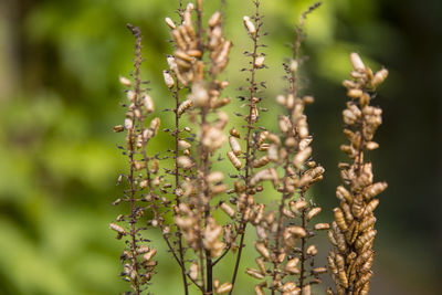 Close-up of plants