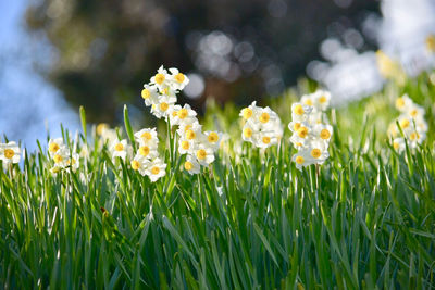 Close-up of yellow flowering plants on field